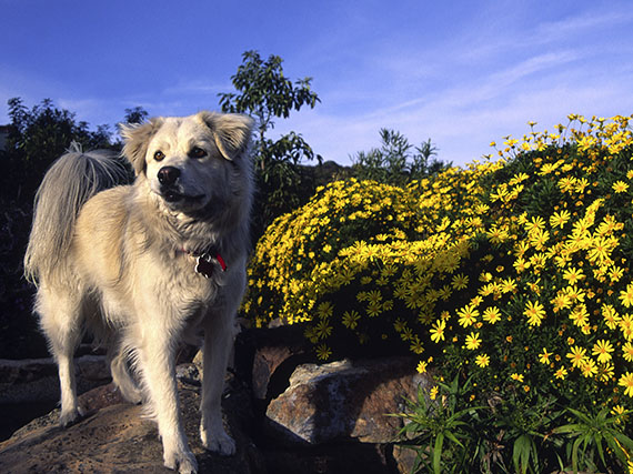 El perro y el jardn, tan amigos!